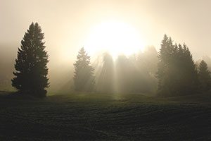 Sunlight Casting On Evergreen Trees.