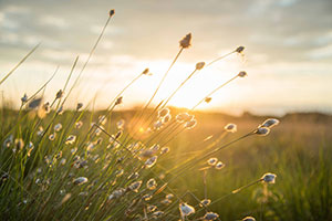 Summer Sunset Over Field.